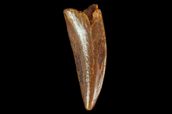Raptor Tooth - Real Dinosaur Tooth #127068